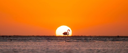 Single pink flamingo (Phoenicopterus roseus) directly in front of the setting sun, backlight,