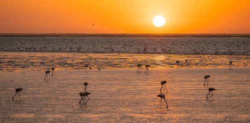 Pink flamingos (Phoenicopterus roseus) against the light, sunset, lagoon at Walfish Bay, Erongo,