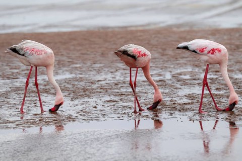 Lesser Flamingos (Phoeniconaias minor) in a lagoon, Walfish Bay, Erongo, Namibia