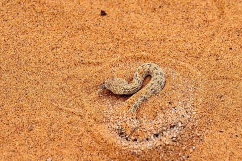 Dwarf puff adder (Bitis peringueyi) hiding in the sand, camouflage, Namib Desert, Namibia
