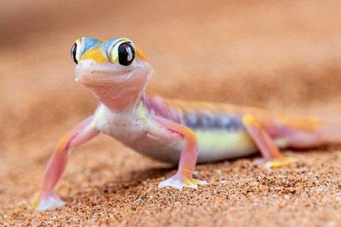 Palmato gecko (Pachydactylus rangei), Namib Desert, Namibia