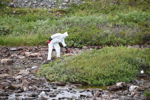 Person in a protective suit, protective mask and goggles picks up a dead kittiwake (Rissa