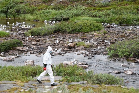 Person in a protective suit, protective mask and goggles looking for dead kittiwakes (Rissa