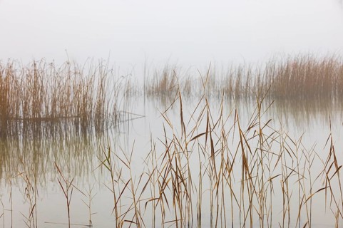 Autumn morning fog on the reed belt on the shores of Lake Mondsee, Salzkammergut, Upper Austria,