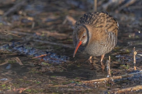 Water Rail (Rallus aquaticus) runs along a branch at the edge of the water in the moor. The sun