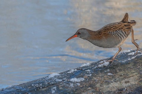 Water Rail (Rallus aquaticus) runs along a branch at the edge of the water in the moor. The sun is