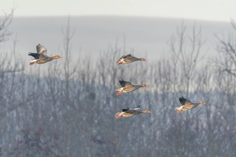 Greylag goose (Anser anser) moving in the clear sky. The wings are outstretched as they fly. The