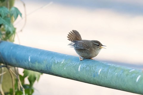 A wren (Troglodytes troglodytes) sits on a railing and sings, Hesse, Germany