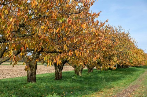 Old cherry trees (Prunus avium) of a plantation in autumn colour, Karsberg, Upper Franconia,