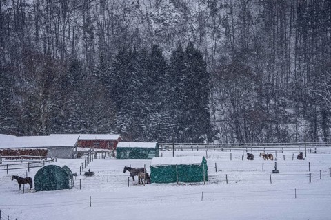 Horses in a paddock, snowy in winter, snowfall, in Elfringhauser Switzerland, near Sprockhövel,