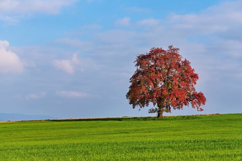 Red discoloured pear tree (Pyrus), standing in a meadow, Beinwil, Freiamt, Canton Aargau,