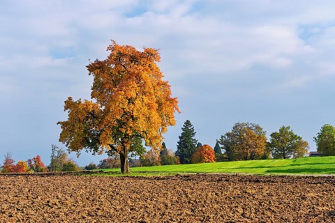 Discoloured pear tree (Pyrus), standing in a meadow, Beinwil, Freiamt, Canton Aargau, Switzerland