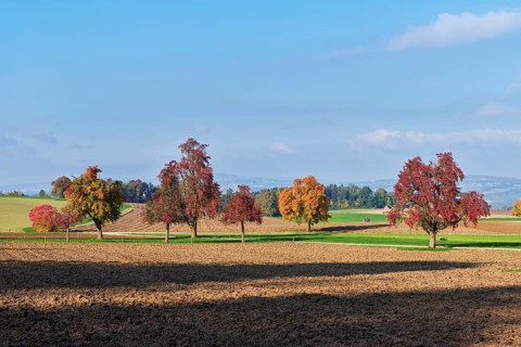 Discoloured pear trees (Pyrus), standing in a meadow, Beinwil, Freiamt, Canton Aargau, Switzerland