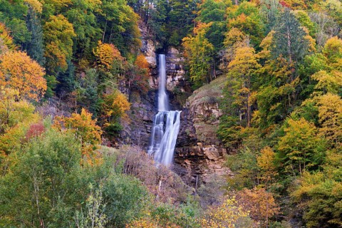 Autumn-coloured sycamore maple (Acer pseudo plantanus), at the Diesbach waterfall, Canton Glarus,