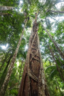 Ancient subtropical Gondwana rainforest with strangler fig at Repentance Creek, Minyon Falls track,