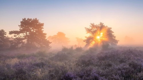 Pine trees in the blooming Mehlinger Heide at sunrise. Fog, fog rays and backlight. Mehlinger Heide
