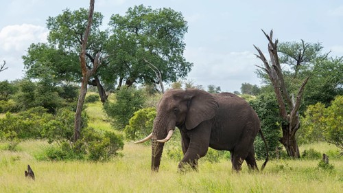 African elephant (Loxodonta africana) in the savanna, Kruger National Park, South Africa