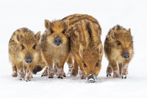 Wild boar (Sus scrofa) in the snow, fresh boar, Melle, Lower Saxony, Germany