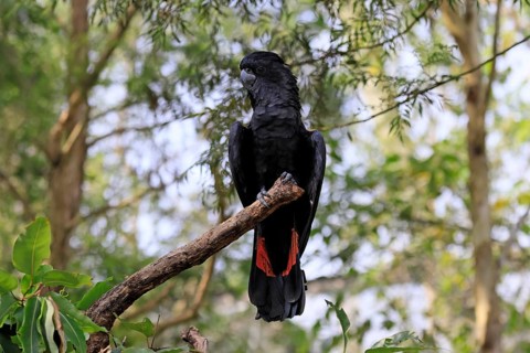 Red-tailed Cockatoo (Calyptorhynchus banksii), Banks' Cockatoo, adult, male, perch, alert,