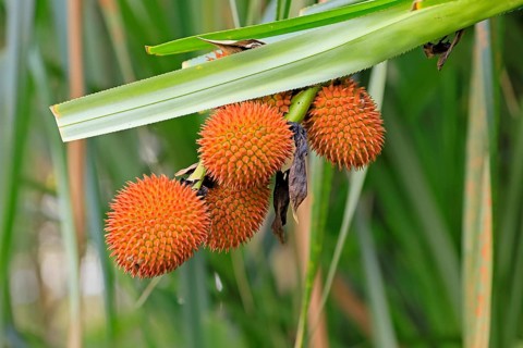 Pandanus affines, genus screw trees, fruits, useful plant, shrub, Singapore, Southeast Asia