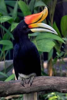 Rhinoceros bird (Buceros rhinoceros), adult, male, on tree, on wait, Southeast Asia