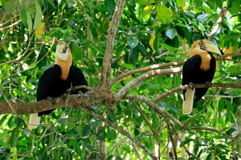 Papuan Hornbill (Rhyticeros plicatus), adult, male, two males, on tree, alert, Southeast Asia