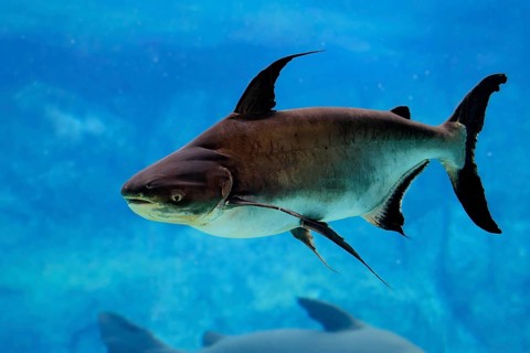 Mekong giant catfish (Pangasianodon gigas), adult, swimming, Southeast Asia
