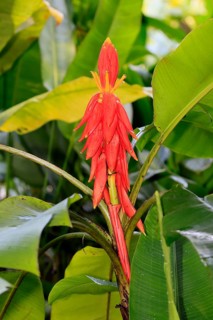 Musa coccinea, red dwarf banana, flower, Singapore, Southeast Asia