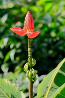 Musa laterita, Indian dwarf banana, blossom, fruits, Singapore, Southeast Asia