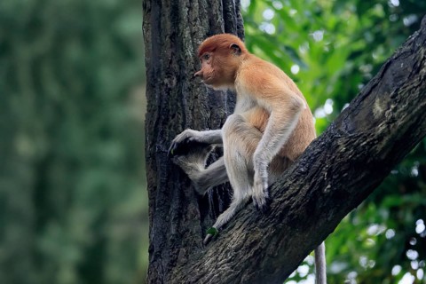 Proboscis monkey (Nasalis larvatus), young animal, sitting in a tree, looking for food