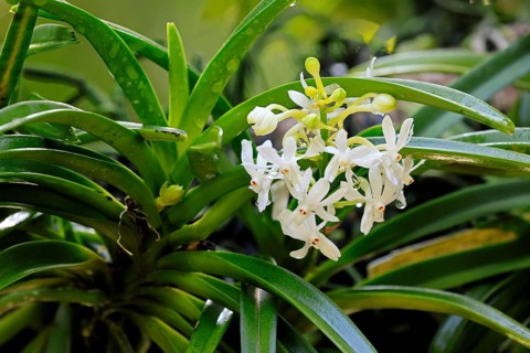 Orchid Vandachostylis Lou Sneary, blossoms, blooming, Singapore, Southeast Asia