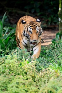 Malaysia tiger (Panthera tigris jacksoni), adult, running, stalking, vigilant, Malaysia, Southeast