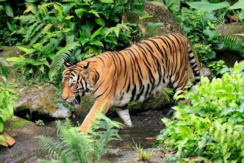 Malaysia tiger (Panthera tigris jacksoni), adult, running, in water, stream, vigilant, Malaysia,