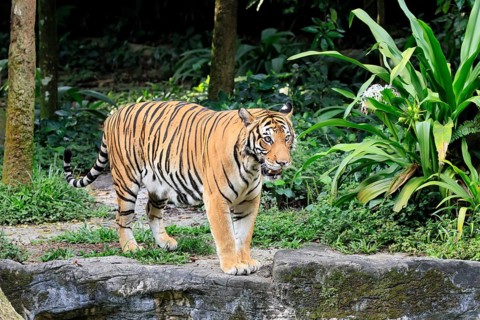 Malaysia tiger (Panthera tigris jacksoni), adult, alert, Malaysia, Southeast Asia