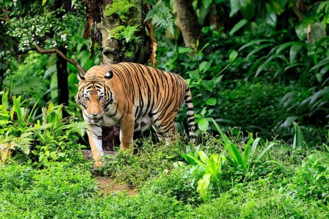 Malaysia tiger (Panthera tigris jacksoni), adult, running, stalking, vigilant, Malaysia, Southeast