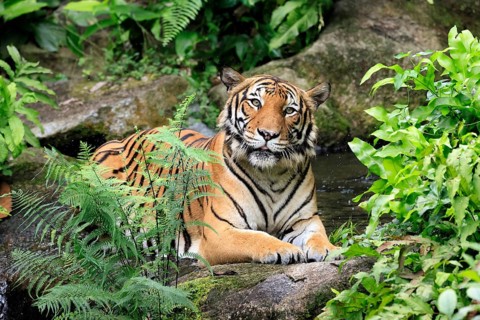 Malaysia tiger (Panthera tigris jacksoni), adult, portrait, sitting, alert, Malaysia, Southeast