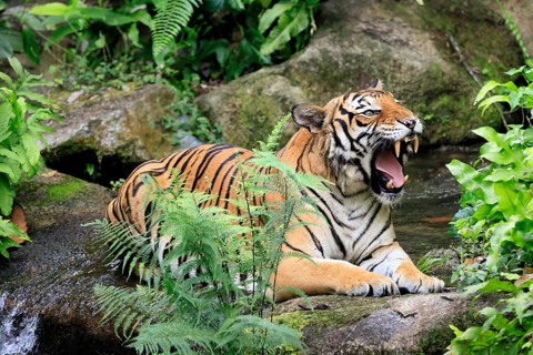 Malaysia tiger (Panthera tigris jacksoni), adult, portrait, sitting, yawning, Malaysia, Southeast