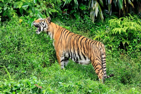 Malaysia tiger (Panthera tigris jacksoni), adult, feeding, grass, Malaysia, Southeast Asia