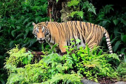 Malaysia tiger (Panthera tigris jacksoni), adult, alert, Malaysia, Southeast Asia