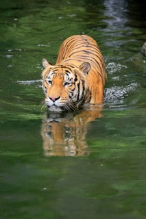 Malaysia tiger (Panthera tigris jacksoni), adult, in water, alert, Malaysia, Southeast Asia