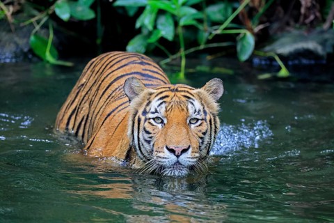 Malaysia tiger (Panthera tigris jacksoni), adult, in water, alert, Malaysia, Southeast Asia