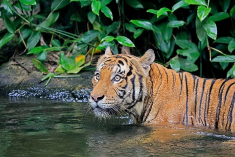 Malaysia tiger (Panthera tigris jacksoni), adult, in water, alert, portrait, Malaysia, Southeast