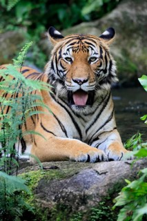 Malaysia tiger (Panthera tigris jacksoni), adult, portrait, rock, vigilant, Malaysia, Southeast