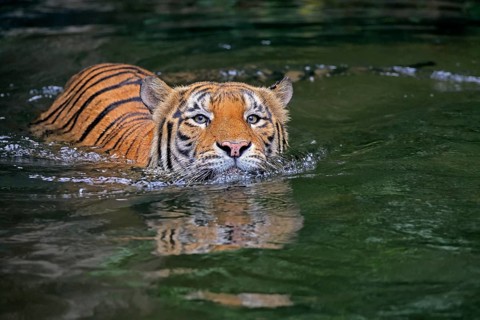 Malaysia tiger (Panthera tigris jacksoni), adult, in water, swimming, Malaysia, Southeast Asia