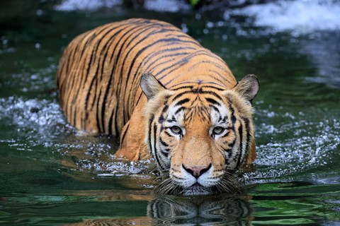 Malaysia tiger (Panthera tigris jacksoni), adult, in water, alert, Malaysia, Southeast Asia