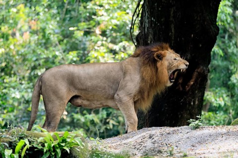 Lion (Panthera leo), adult, male, yawning