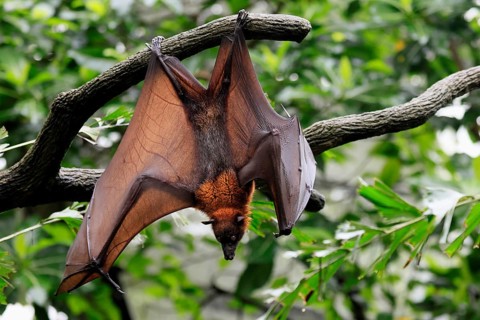 Kalong flying fox (Pteropus vampyrus), adult, in sleeping tree, during the day, alert, Singapore,