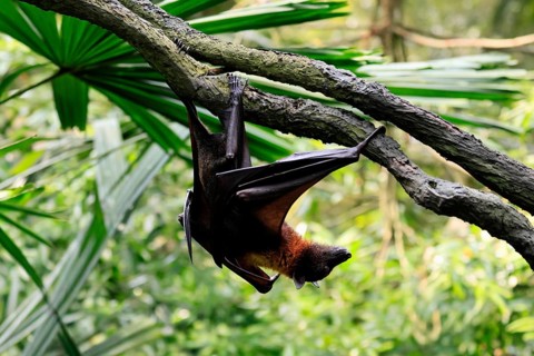 Kalong flying fox (Pteropus vampyrus), adult, climbing, in sleeping tree, during the day,