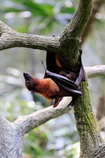 Kalong flying fox (Pteropus vampyrus), adult, climbing, in sleeping tree, during the day,