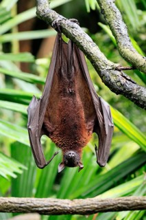 Kalong flying fox (Pteropus vampyrus), adult, resting, in sleeping tree, during the day, Singapore,